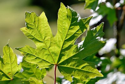 Acer miyabei - javor Miyabeův - list (61)